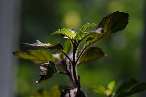 Free Tulsi Herbal photo and picture