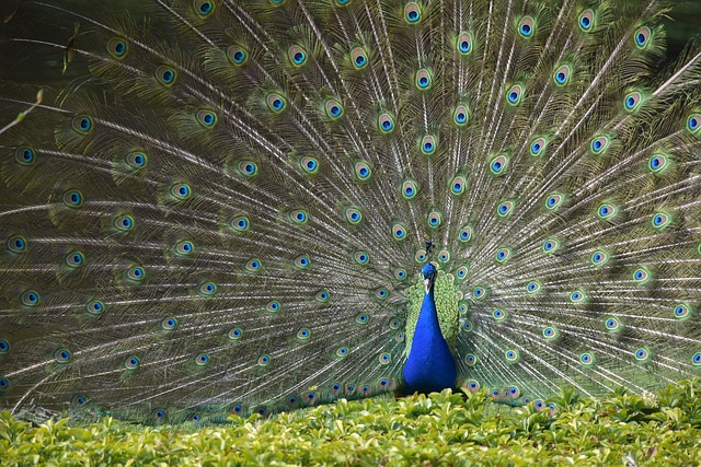 Pavão, Pássaro, Penas, Penas Da Cauda