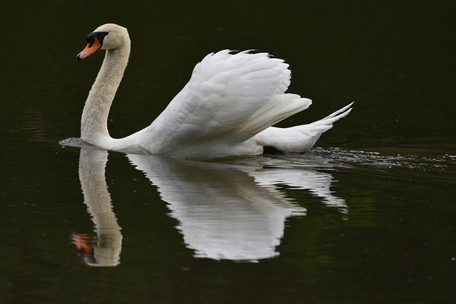 Cisne, Pássaro, Agua, Reflexão, Animal
