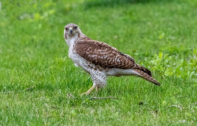 Free Red Tailed Hawk Hawk photo and picture