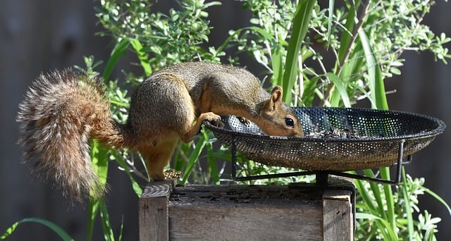 Squirrel Fox Foraging - Free photo on Pixabay