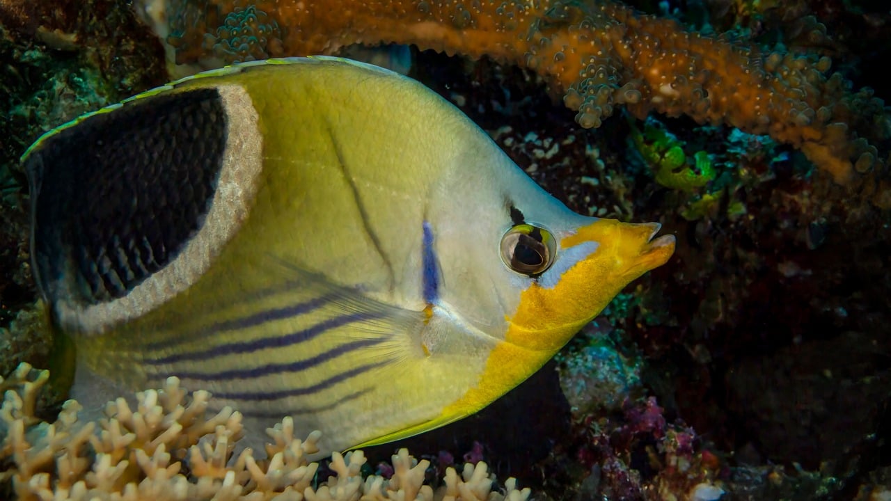 Fiji Naia Underwater Free Photo On Pixabay