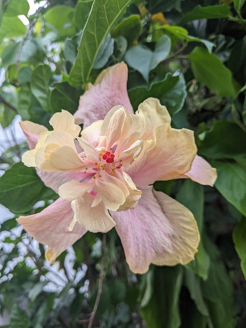 Free Flowers Nature photo and picture