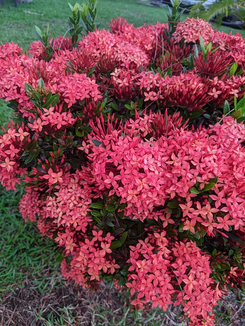 Free Flowers Bunches photo and picture