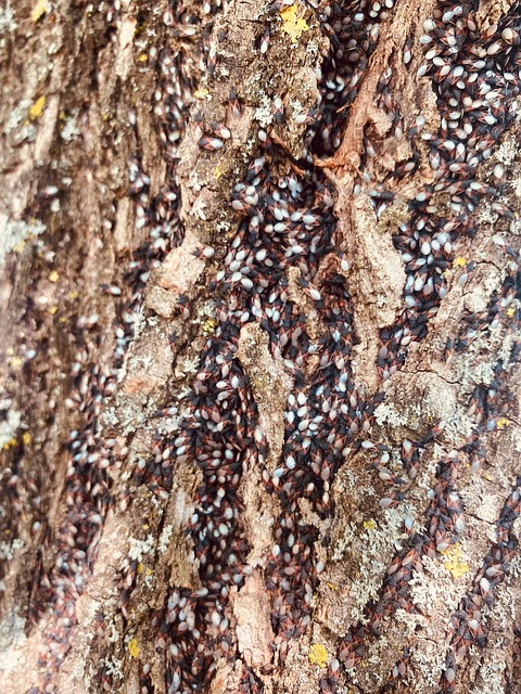 Free Bug Nature photo and picture