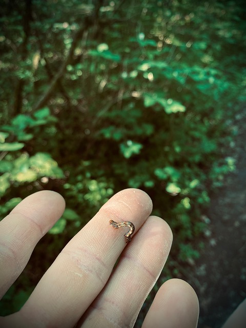 Free Caterpillar Nature photo and picture