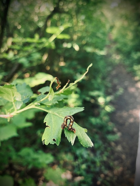 Free Caterpillar Insect photo and picture