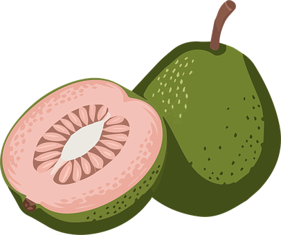 Free Guava Flavor Vector Guava Fruit Vector vector and picture