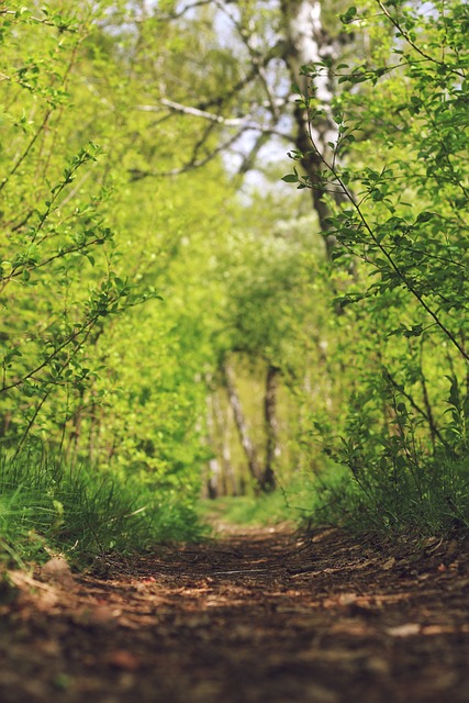 Bosque, Sendero, Manera, Verde, Abedul