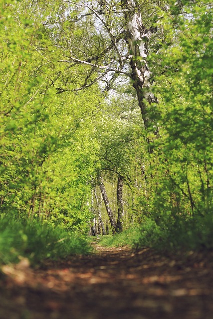 Bosque, Verde, Cálido, Primavera