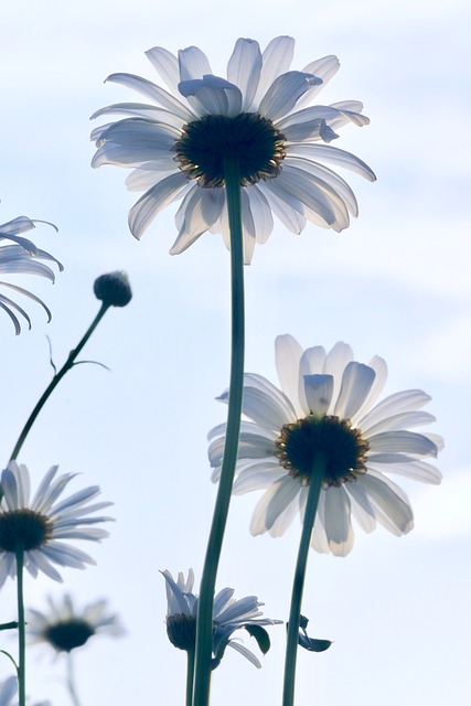 Madeliefje, Bloem, Bloom, De Lente