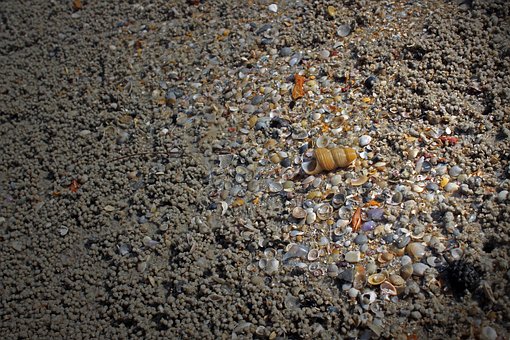 Sand, Skal, Strand, Hav, Kyst, Naturlig