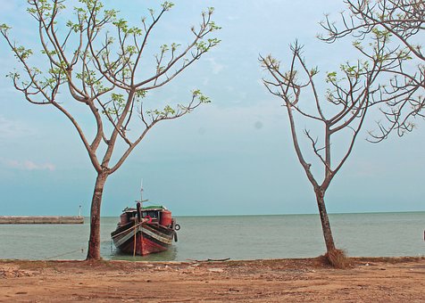 Træ, Naturlig, Hav, Landskab, Strand