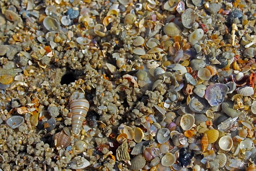 Skal, Naturlig, Strand, Kyst, Sand, Hav