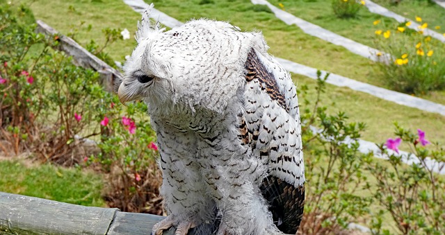 Free Bird Of Prey Birds photo and picture