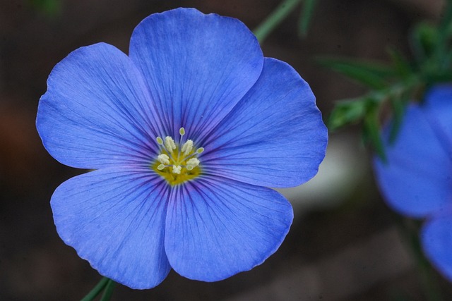 Free Blue Flax Flower photo and picture