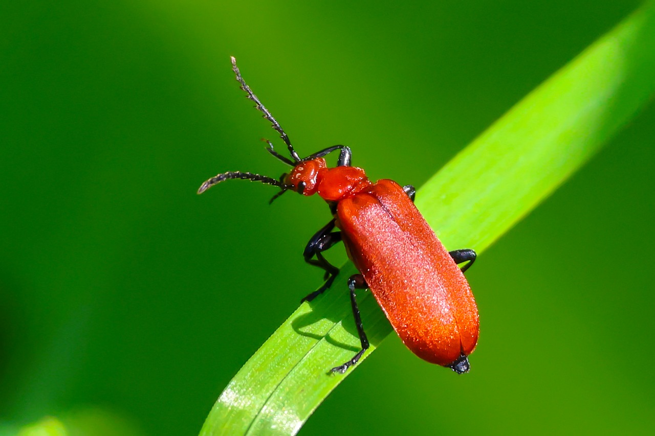 Animal Insectos Escarabajos - Foto gratis en Pixabay