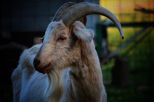Free Goat Animal photo and picture