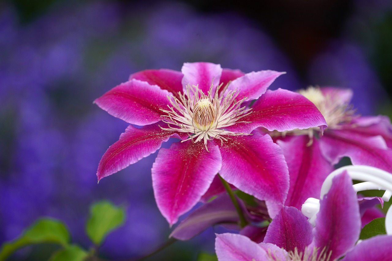 Flower Nature Plant - Free photo on Pixabay