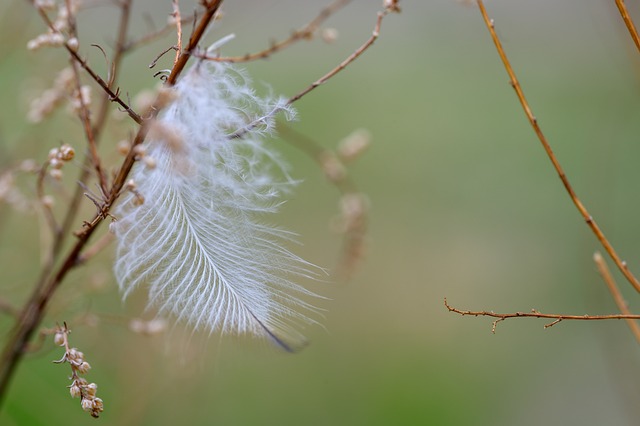 Pluma, Lâmina De Grama, Macro, Natureza