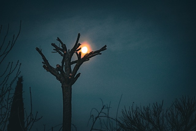 Strom, Měsíc, Noc, Příroda