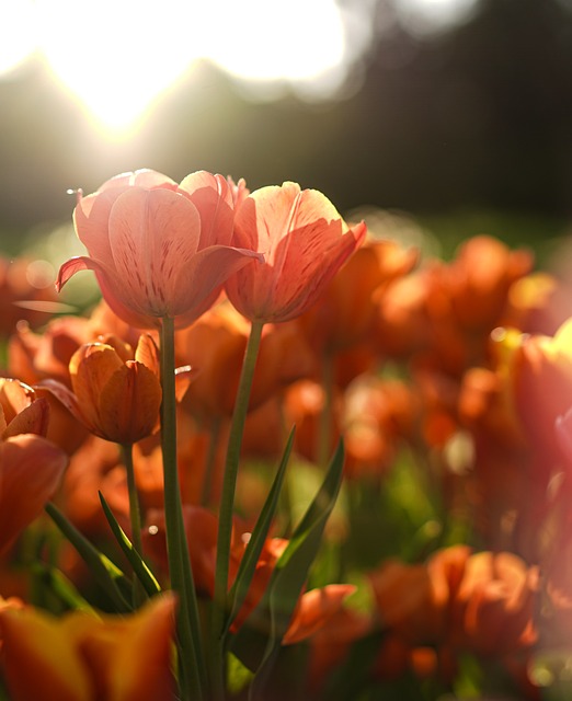 Tulipan, Natur, Forår, Sol, Solnedgang