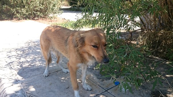 Hund, Kanel, Kjæledyr