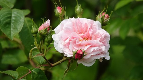Rosas, Jardim, Primavera, Renovação