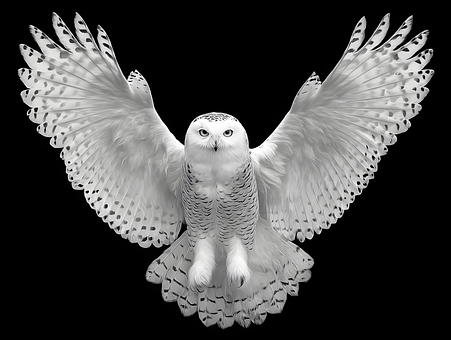Ugle, Natur, Flygning, Monokrom, Grå