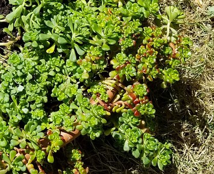 Medicina Herbaria, Hierbas Medicinales