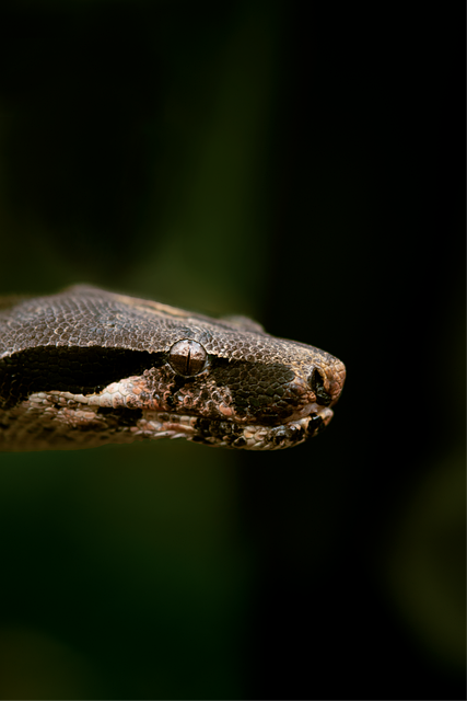 Free Snake Animal illustration and picture