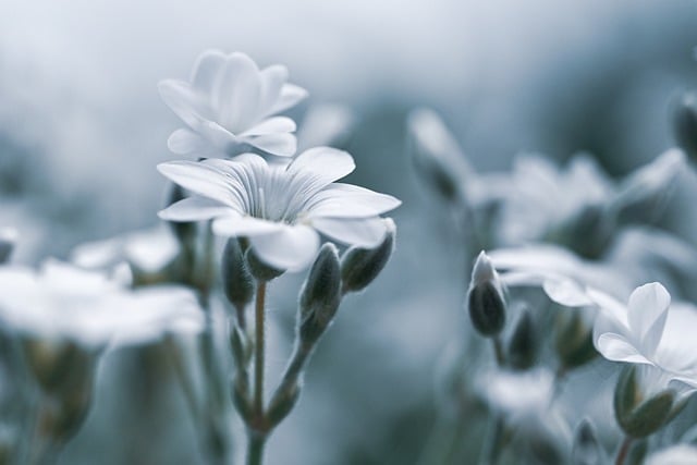 Free Fluffy Bird String Flower photo and picture