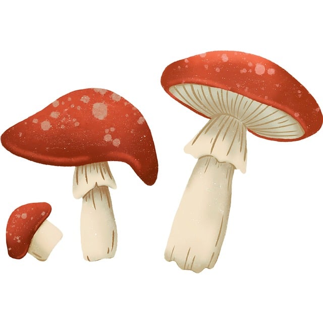 Free red mushrooms mushroom illustration whimsical fungi illustration