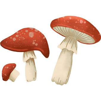 Free Red Mushrooms Mushroom Illustration illustration and picture