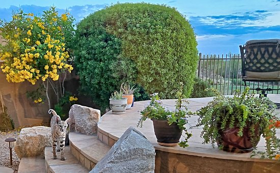 Bobcat, Lynx, Roofdier