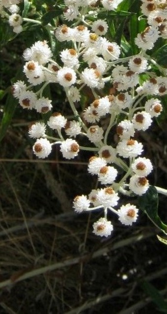 Medicina Herbaria, Hierbas Medicinales