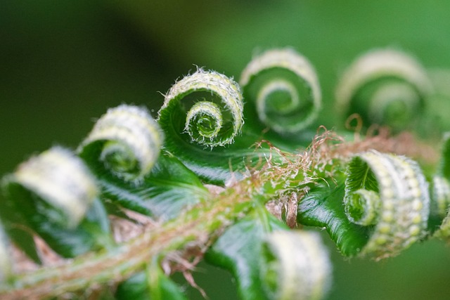 Free Fern Green photo and picture