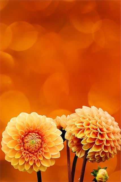 Free flowers nature petals illustration