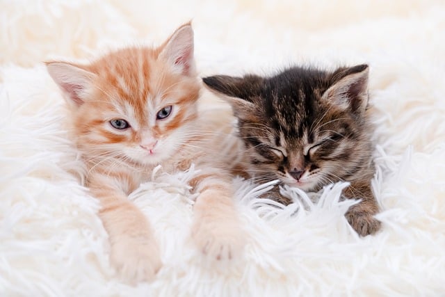 Free Soft Lying photo and picture