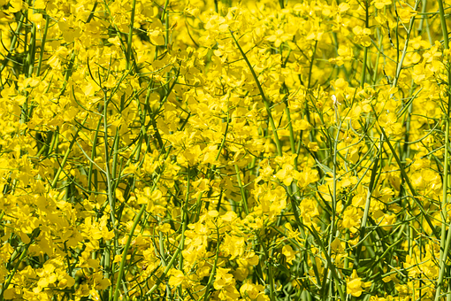 Free Field Nature illustration and picture