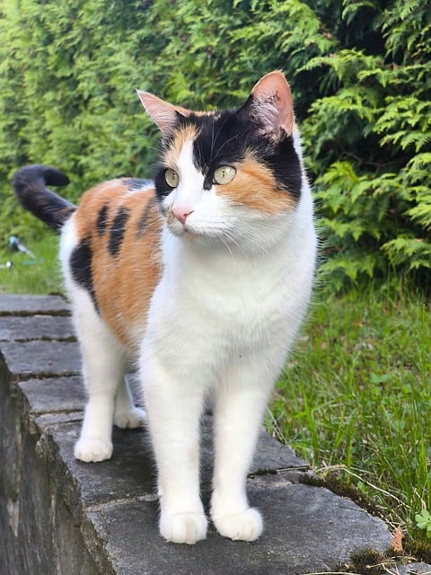 Gato, Mascota, Gato De La Suerte