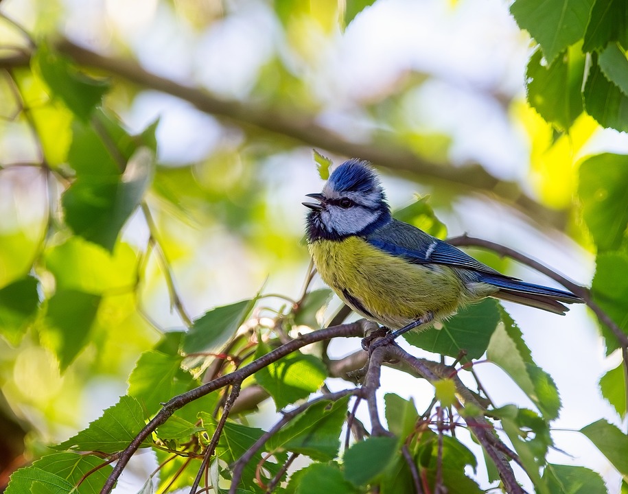 blue-tit-bird-plumage-free-photo-on-pixabay