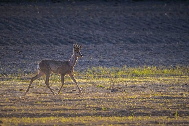 Rogen, Natur, Tier, Säugetier, Wild