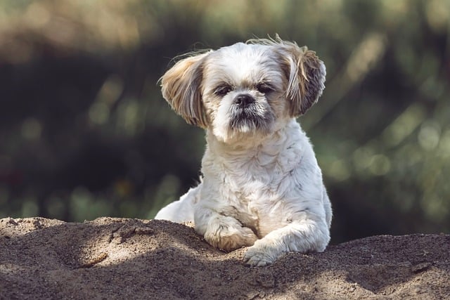 Hund, Shih Tzu, Hündchen, Haustier, Tier