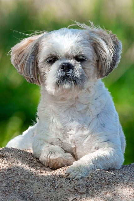Hund, Hündchen, Shih Tzu, Tier, Natur