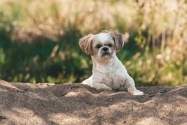 Hund, Hündchen, Shih Tzu, Tier, Natur
