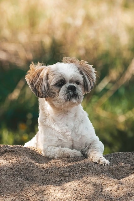 Hund, Hündchen, Shih Tzu, Tier, Natur