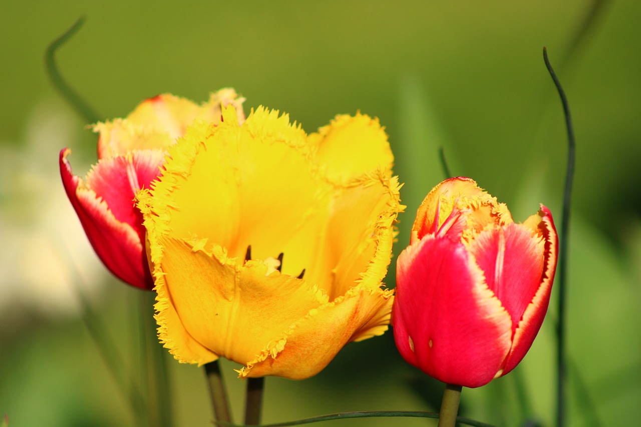 Sitemapcdatahttpsfoowindecoocomfond D Ecran Tulipes