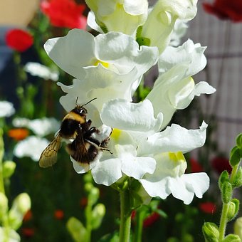 Free Spring Nature photo and picture