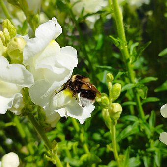 Free Spring Nature photo and picture